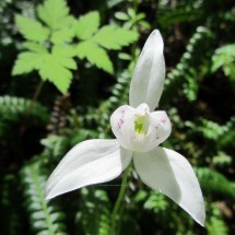 White flower in the Lapataia National Park